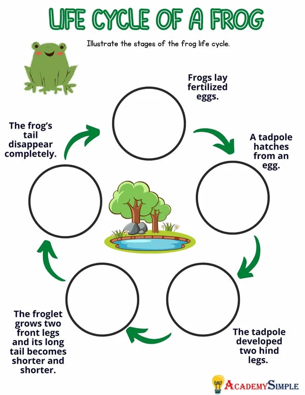 Cute cut and paste worksheet illustrating the life cycle of a frog for second graders