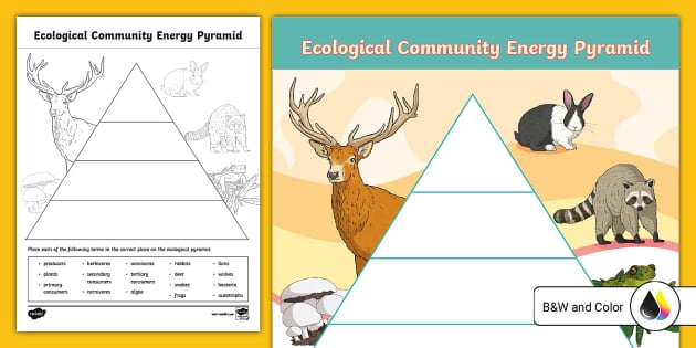 Life Science crossword puzzle featuring ecosystems for third graders