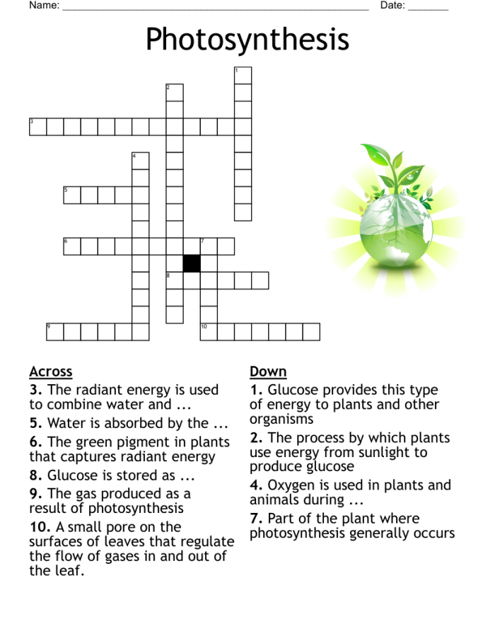 Life Science crossword puzzle focused on photosynthesis for third graders