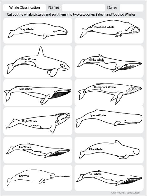 Long Division Whale Muncher Worksheet 25 Fourth grade worksheet featuring Lenny the whale eating long division problems with remainders