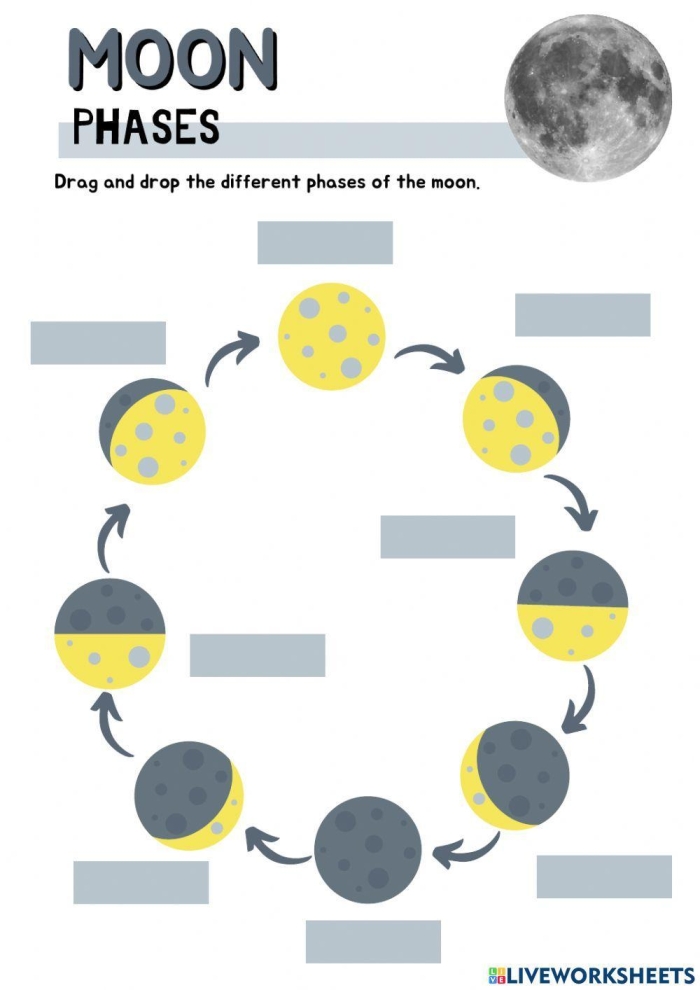 Moon phases worksheet for third graders illustrating the lunar cycle