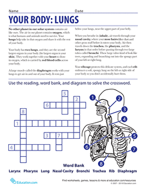 Comprehensive worksheet on the anatomy of the lungs for fifth graders Detailed illustration of lung anatomy for educational purposes