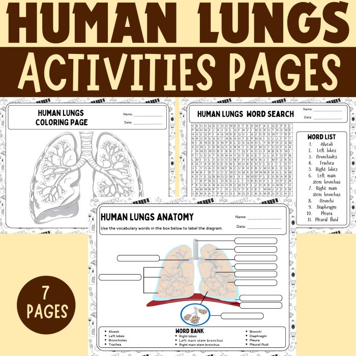 Lungs Anatomy Worksheet for Fifth Grade Students Detailed illustration of lung anatomy for educational purposes