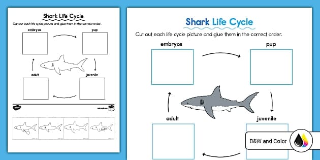 Mako Shark Coloring Worksheet for Pre-K Students 14 Coloring sheet featuring a mako shark for young children to learn about marine life