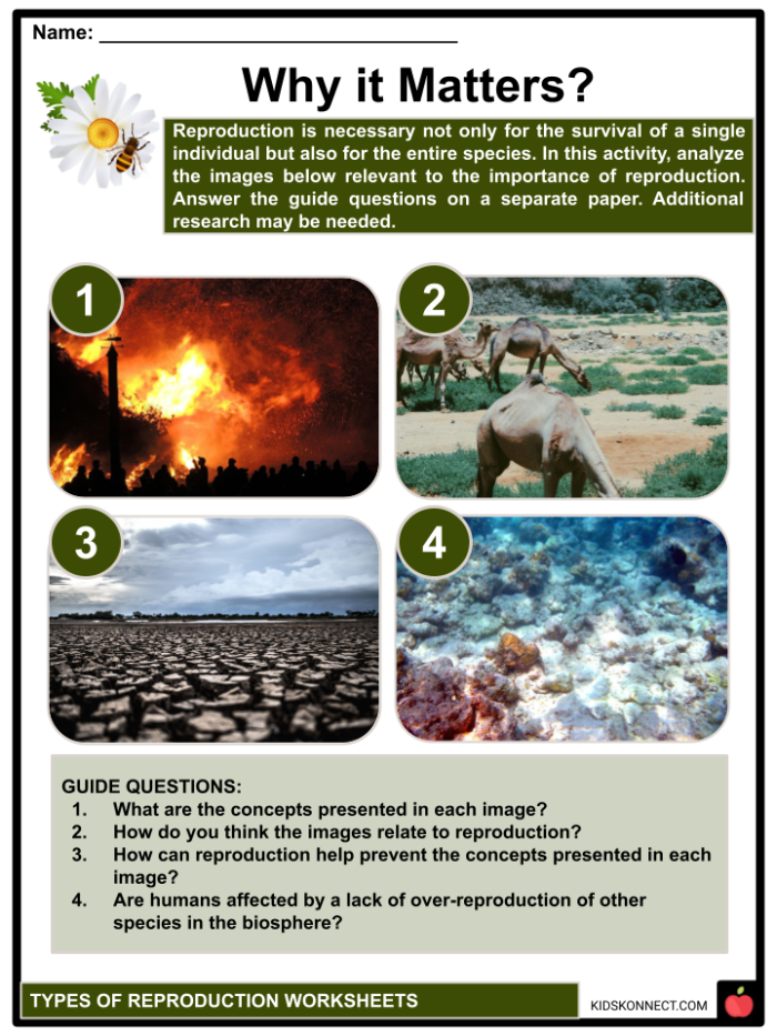A sixth grade science worksheet explaining asexual and sexual reproduction processes for middle school students