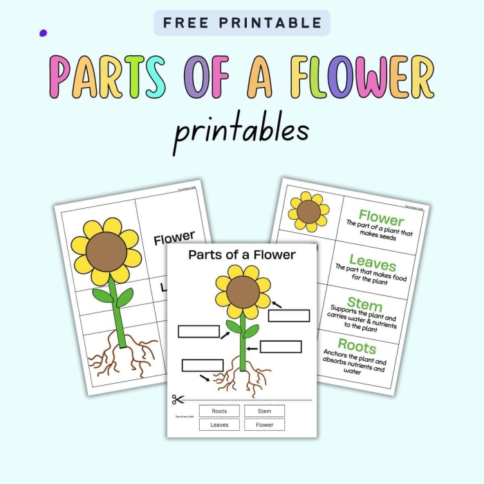 Plant anatomy activity for beginning readers learning initial consonant sounds in pre-K Missing letters worksheet showing plant parts with blank spaces for preschoolers to practice alphabet sounds and letter recognition