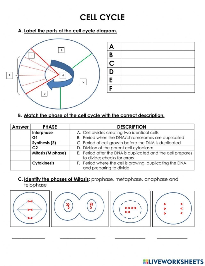 Sixth grade student worksheet illustrating the various stages of the cell cycle and mitosis