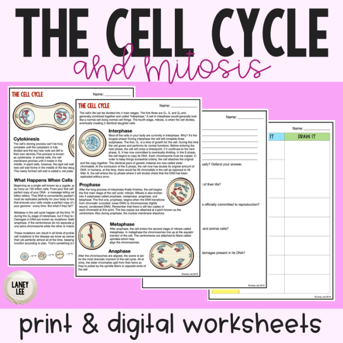 Sixth grade science student worksheet featuring the stages of the cell cycle and mitosis process