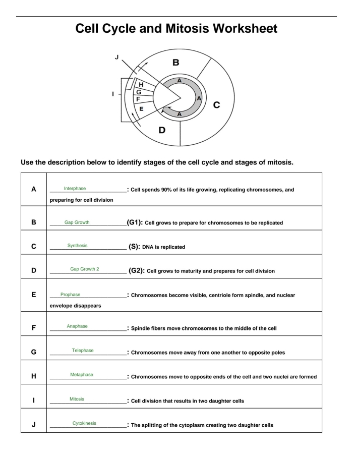 Diagram showing the four stages of mitosis with labeled cells undergoing division for sixth grade biology students