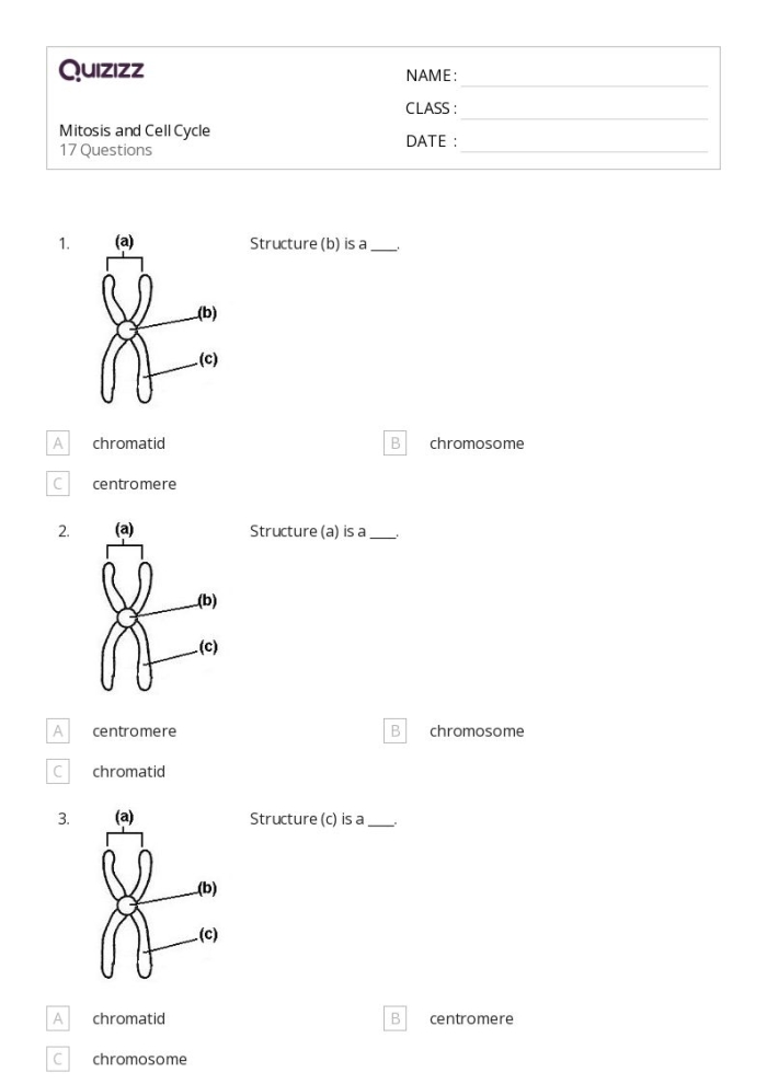 Diagram showing the four stages of cell division during mitosis with labeled phases and chromosomes