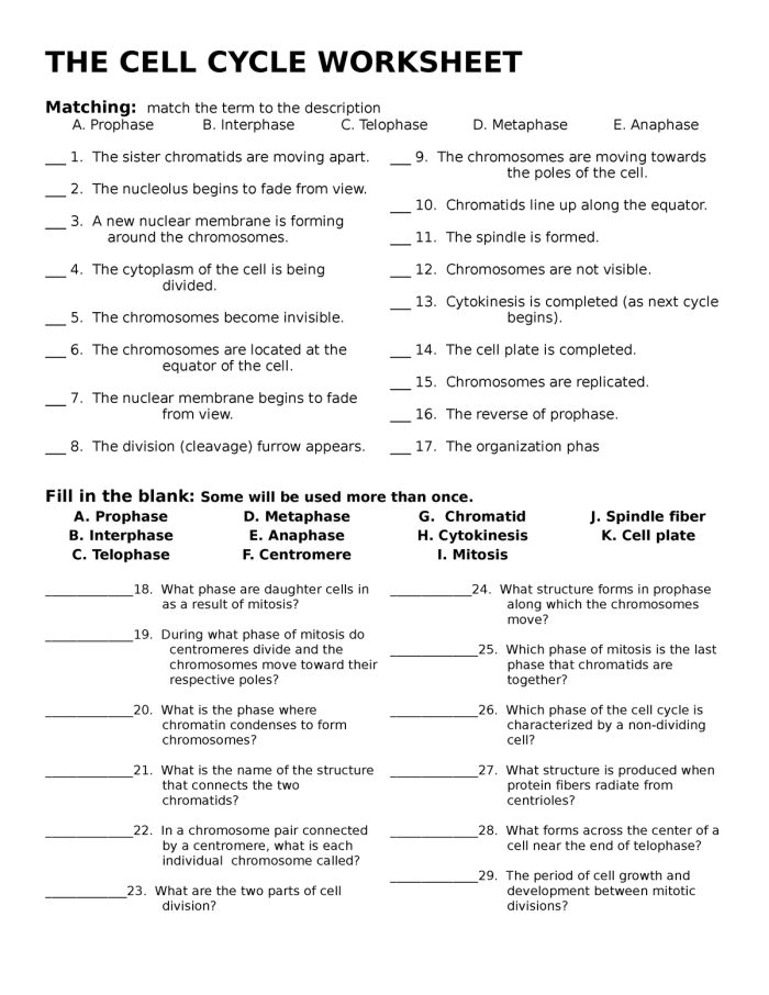 The Cell Cycle Mitosis Matching Worksheet for Grade 6 Science 10 Sixth grade science student completing a mitosis matching worksheet about the cell cycle