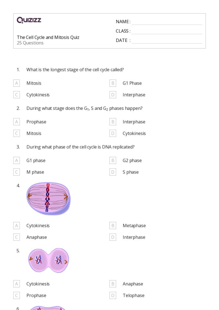The Cell Cycle: Mitosis Matching Worksheet for Grade 6 Science Sixth grade student completing a mitosis matching worksheet activity about cell cycle phases