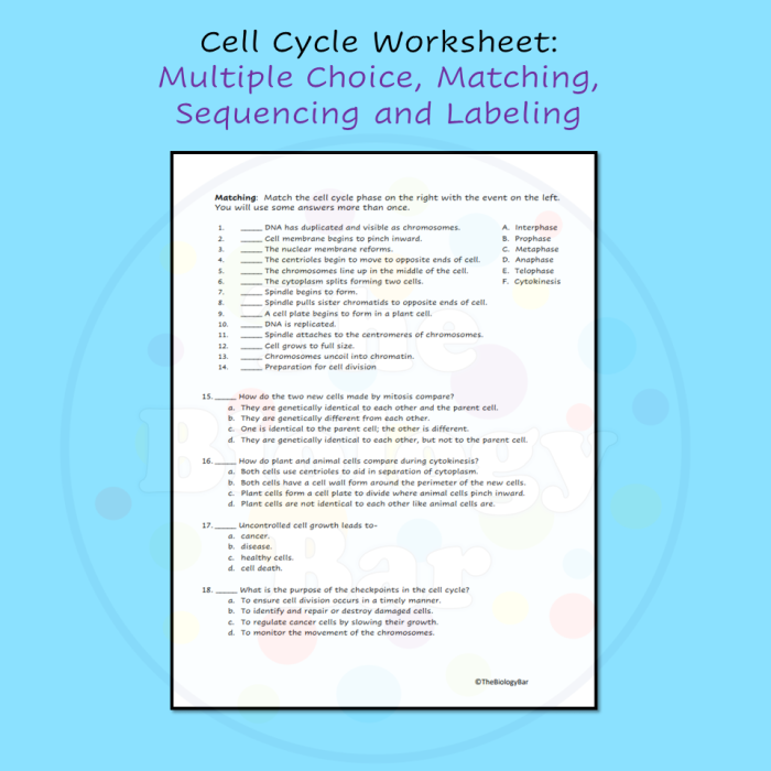The Cell Cycle: Mitosis Matching Worksheet Activity 22 Sixth grade student completing a mitosis matching worksheet about cell cycle phases