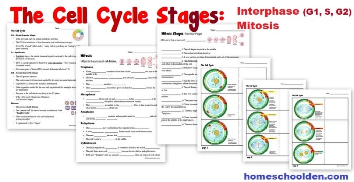 The Cell Cycle: Mitosis Matching Worksheet for Grade 6 Science Learning Sixth grade students matching mitosis stages and cell cycle phases on an educational worksheet