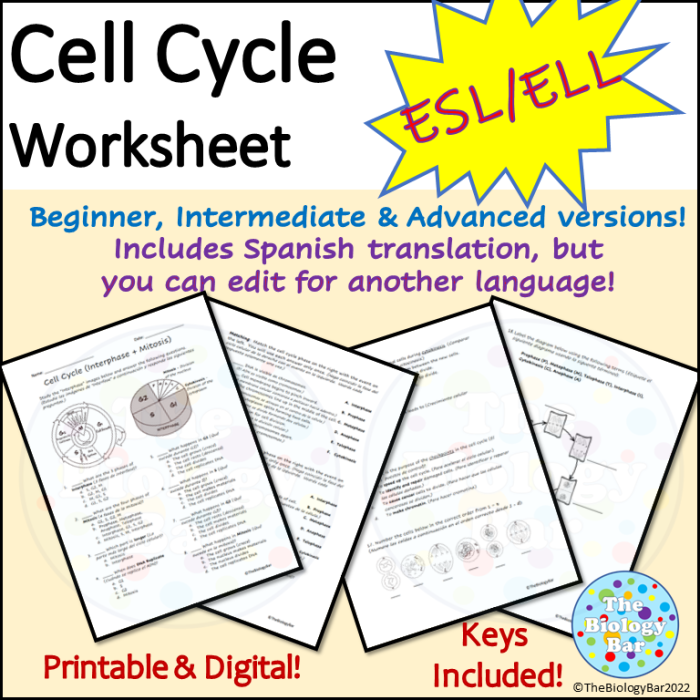 Mitosis Matching Activity Worksheet 21 for Sixth Grade Biology Sixth grade science worksheet featuring a matching activity about the stages of the cell cycle and mitosis