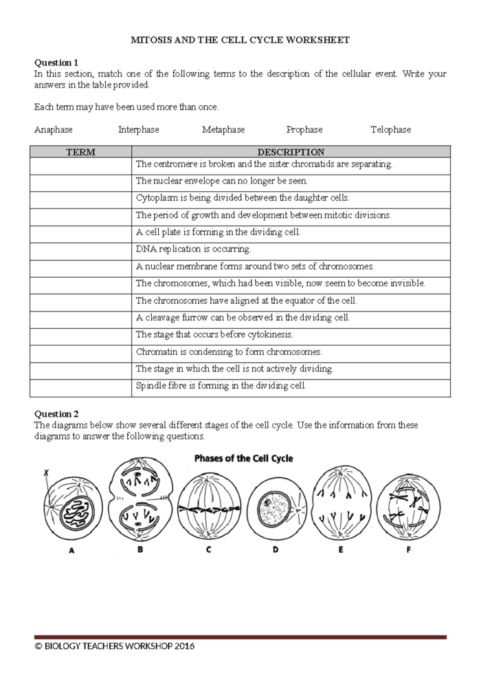 The Cell Cycle: Mitosis Matching Worksheet for Grade 6 Science Sixth grade student completing a cell cycle and mitosis matching worksheet activity