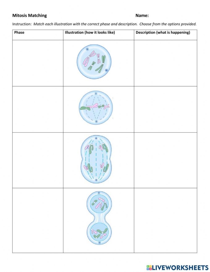 Mitosis Matching Activity for Sixth Grade Cell Cycle Lesson 17 Sixth grade science student completing a mitosis matching worksheet about the cell cycle