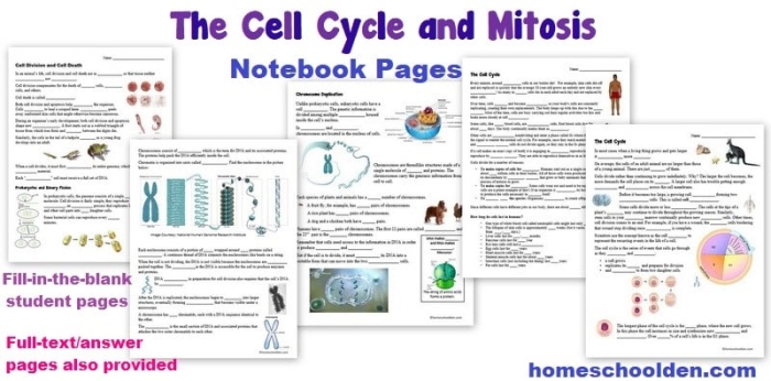 Cell Cycle Mitosis Matching Worksheet for Grade 6 Students Sixth grade student completing a mitosis matching worksheet activity about the cell cycle