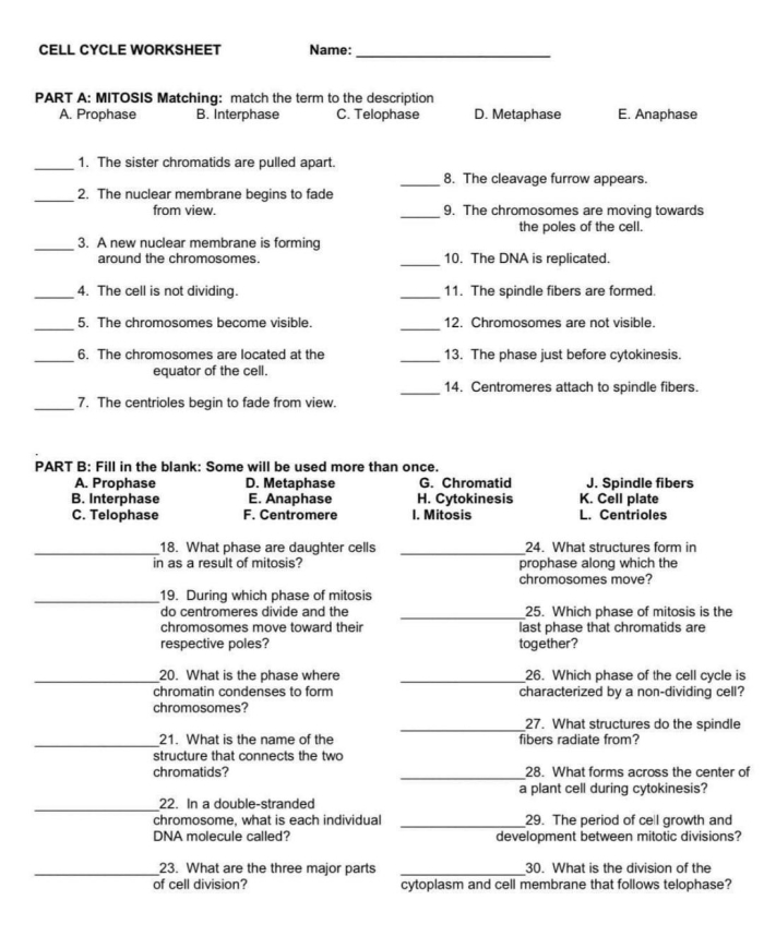 The Cell Cycle: Mitosis Matching Worksheet for Grade 6 Science Sixth grade student matching mitosis phases and cell cycle stages on a biology worksheet