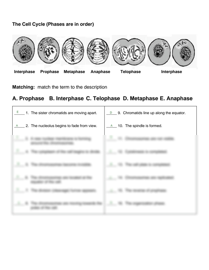 Cell Cycle Mitosis Matching Worksheet for Grade 6 Science Learning Sixth grade student completing a cell cycle and mitosis matching worksheet activity