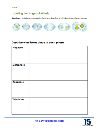 The Cell Cycle: Mitosis Matching Worksheet for Grade 6 Science Sixth grade students completing a mitosis matching worksheet activity about the cell cycle phases and processes
