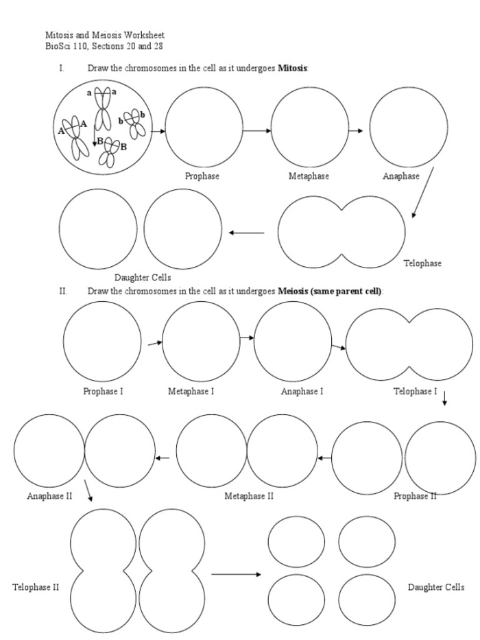 Diagram showing the four stages of mitosis with labeled cells dividing and chromosomes separating during cell division