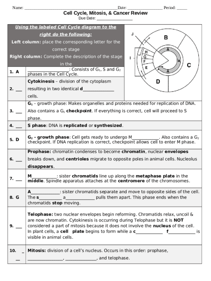 Diagram showing the four stages of mitosis with labeled cells dividing and chromosomes separating during the cell cycle process