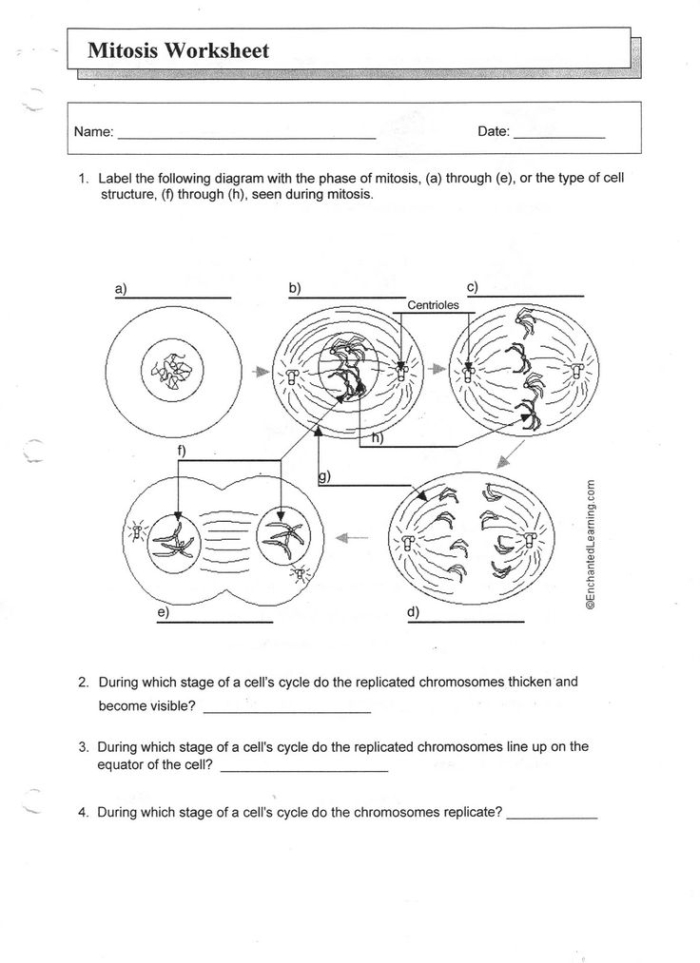 Diagram showing the four stages of mitosis with labeled cells dividing and chromosomes separating for sixth grade biology students