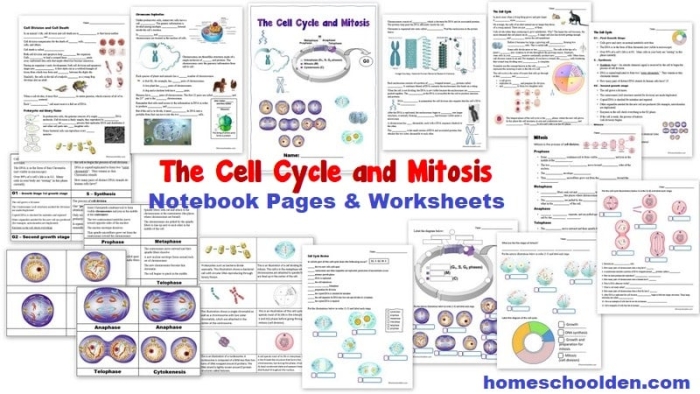 Diagram showing the four stages of mitosis with labeled chromosomes and cell division phases for sixth grade biology students