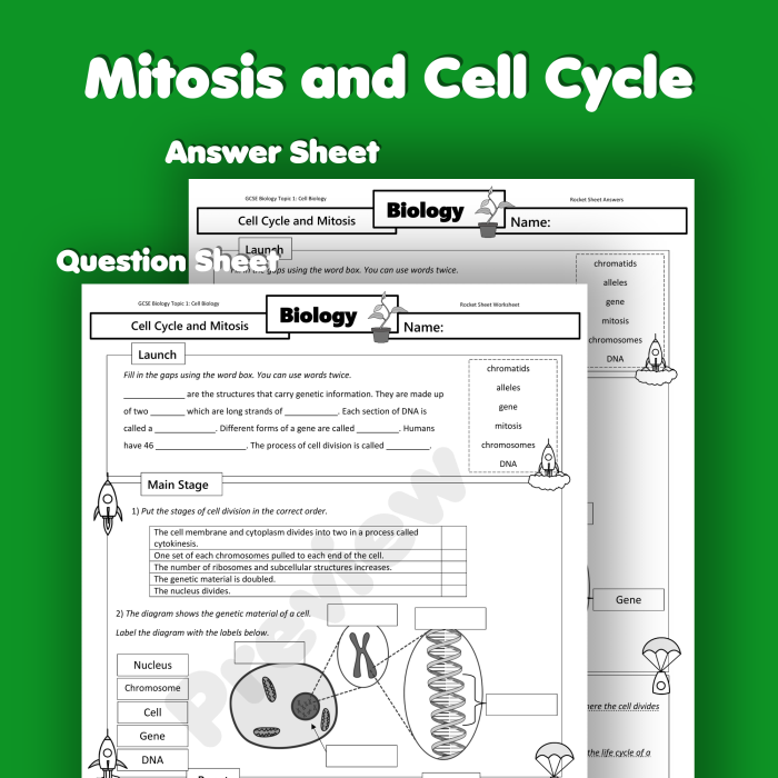 Diagram showing the four stages of mitosis with labeled cells dividing and chromosomes separating during the cell cycle process