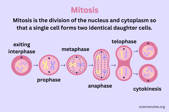 Sixth grade biology worksheet showing the various stages of the cell cycle and mitosis process