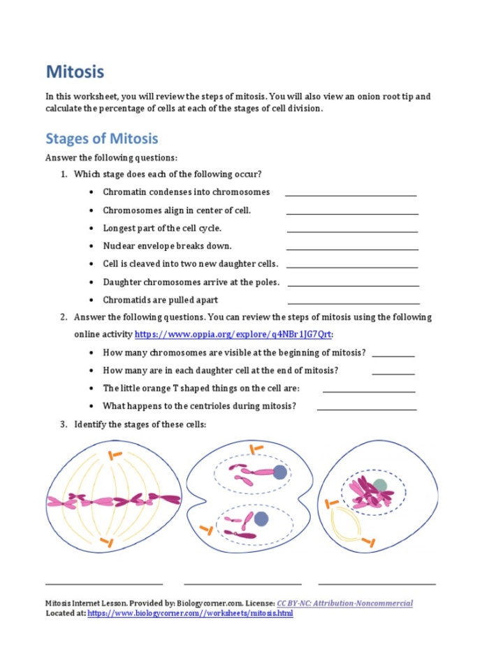 Diagram showing the four stages of mitosis with labeled cells dividing and chromosomes separating for sixth grade biology