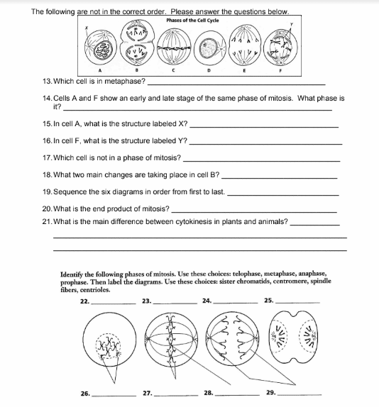 Diagram showing the four stages of mitosis with labeled cell illustrations for sixth grade biology learning