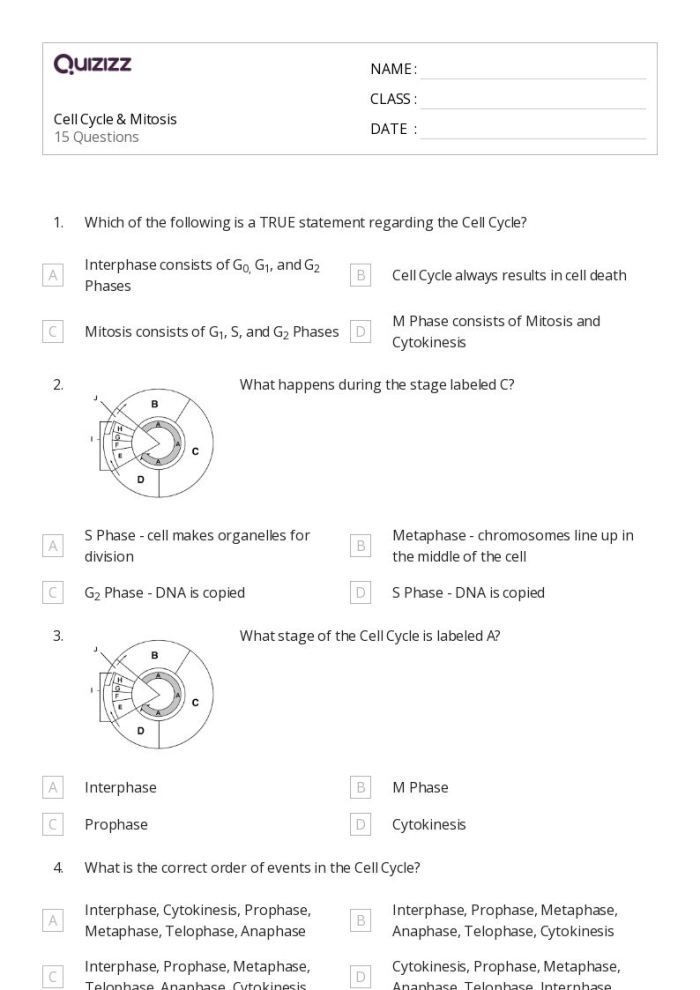 Sixth grade biology worksheet showing the various stages of mitosis