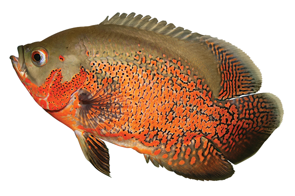 Colorful Monster Go Fish worksheet for first graders featuring Halloween-themed illustrations