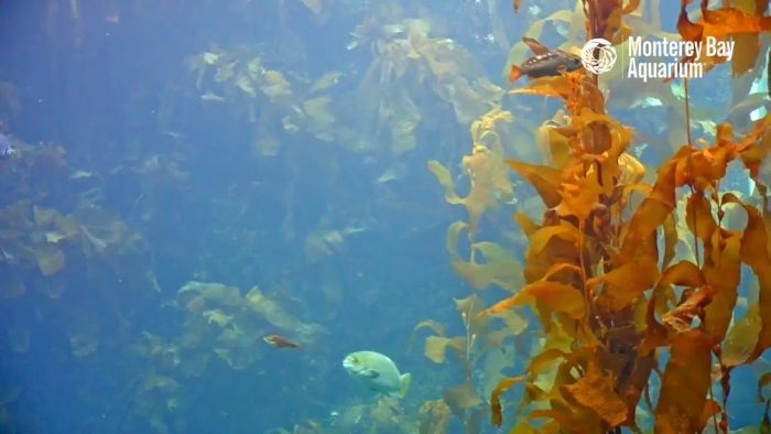 Third grade reading comprehension worksheet featuring a marine life theme in Monterey California