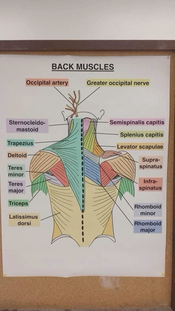 Muscle anatomy worksheet for fifth graders featuring a word search of 14 key muscles