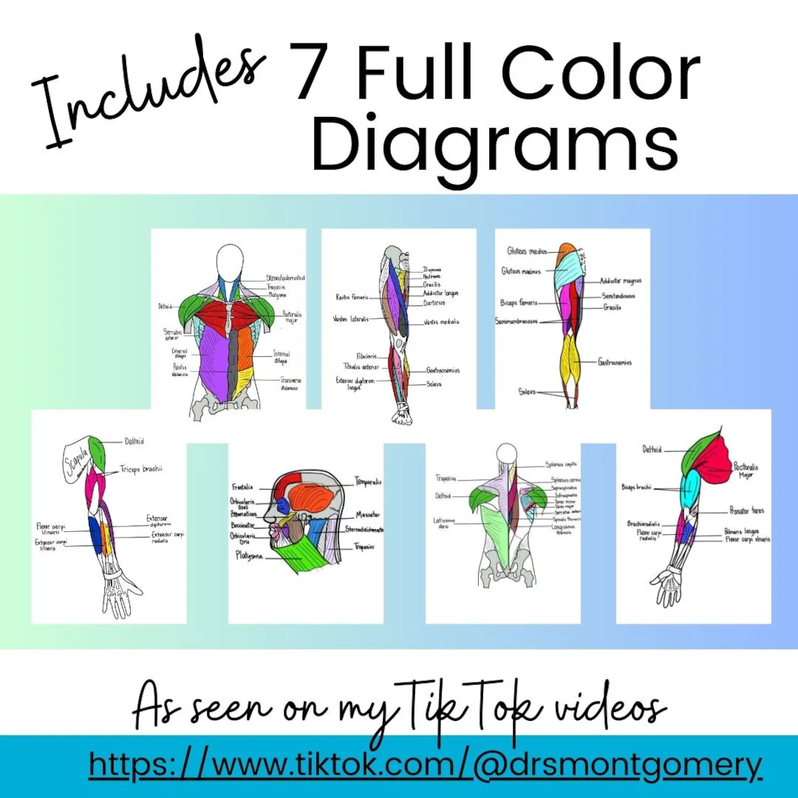 Fifth grade students identifying 14 human muscles in an anatomy word search puzzle