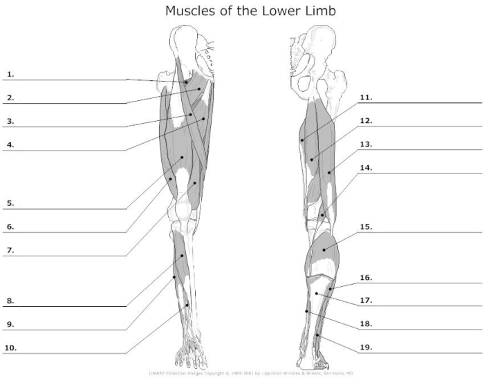 Muscle anatomy worksheet featuring a word search of 14 key muscles for fifth graders