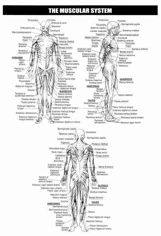 Muscle anatomy word search worksheet for fifth graders featuring 14 key muscles in the human body