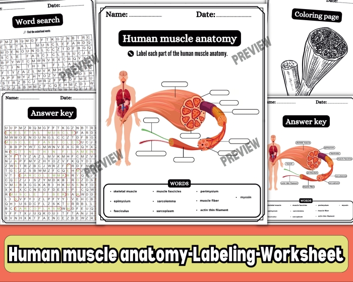 Muscle anatomy worksheet featuring a word search of 14 key muscles for fifth graders