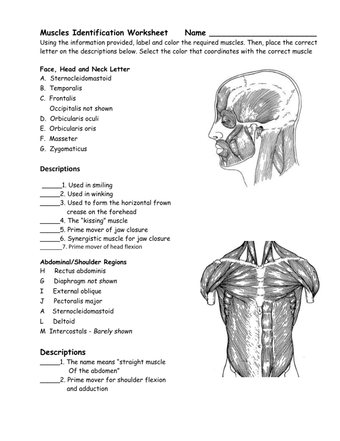 Fifth grade muscle anatomy word search worksheet featuring 14 human body muscles