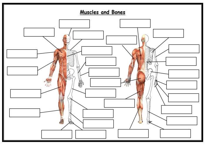 Detailed illustration of muscle anatomy for educational purposes