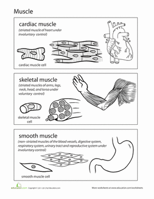 Detailed illustration of muscle anatomy for educational purposes