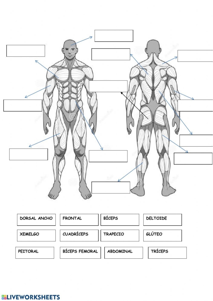 Detailed muscle diagram for understanding human anatomy in the fifth-grade curriculum Muscle diagram worksheet illustrating the human body's muscles for fifth graders studying anatomy