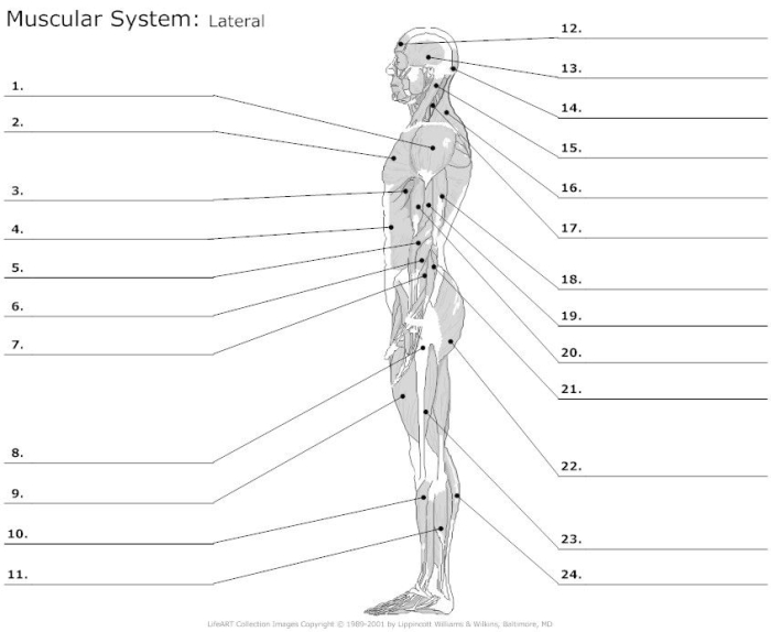 Illustration of muscle groups for educational purposes in a fifth-grade classroom Muscle diagram worksheet for fifth graders studying human anatomy
