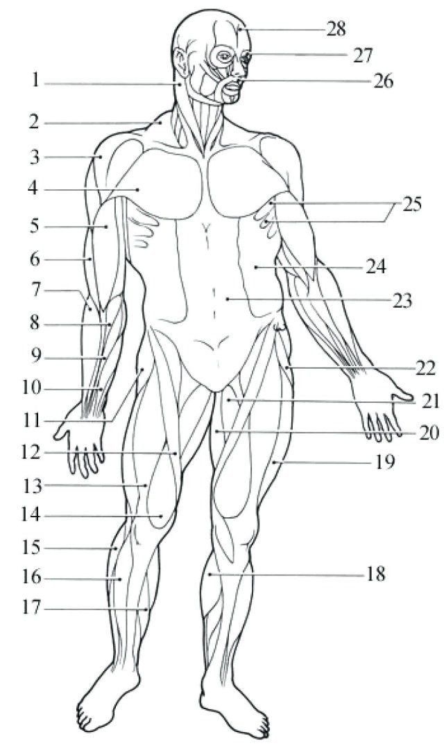 Illustration of a muscle diagram to aid in understanding human anatomy Muscle diagram worksheet for fifth graders exploring the human body