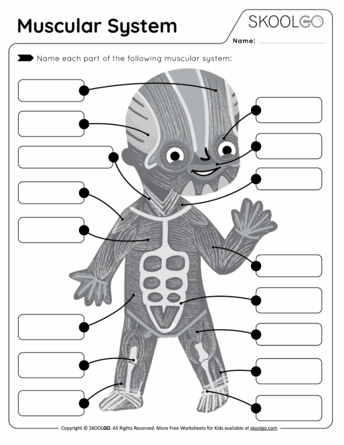 Diagram of the human muscle system for fourth graders to explore muscle function.