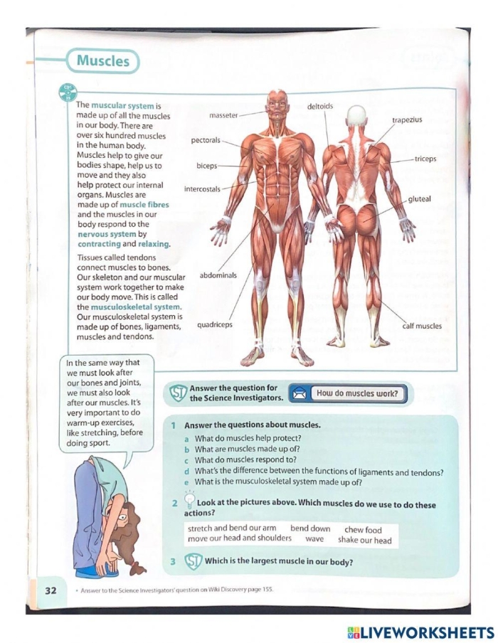 Fourth grade students practice handwriting while learning about human muscle anatomy on this educational worksheet 23