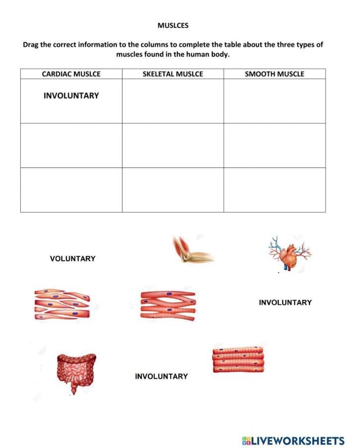 Illustration of the human muscle system for a fourth-grade worksheet on muscle function